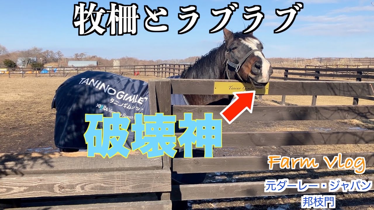 破壊神【タニノギムレット】牧柵とラブラブ！？2025年1月から6月編44選