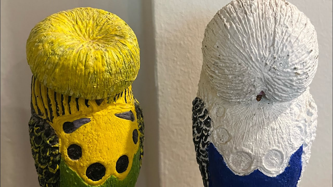 تجهيز الطيور للمعارض