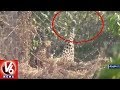 Cheetah Stuck in Iron Fencing at Nizamabad