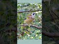 #นกปีกลายสก็อต #whitefacedjay #birdlife #นกในธรรมชาติ #birdsofthailand #birding #ดูนก #cutestanimals