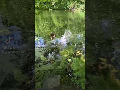 حبيبي خل يلوموني راشد الماجد طبيعة أجمل حالات واتس قصيرة