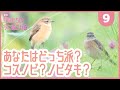 あなたはノビタキ派？コスノビ派？【秋の鳥❾/おさんぽ鳥見/2022/10/06/木】