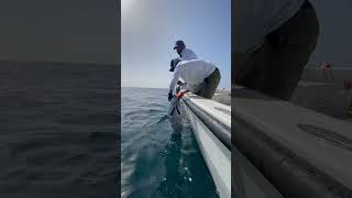 التونه العنيدة ? Tuna fishing العراق بحر صيد الكويت عمان رحلات البحرين كويت grouper tuna