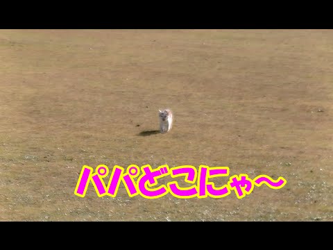 猫A 画像1 ＋ 8 画像19おまけ！　最終値下げしました！ あなたが好きなネコの写真を見せて頂けませんか？Part7