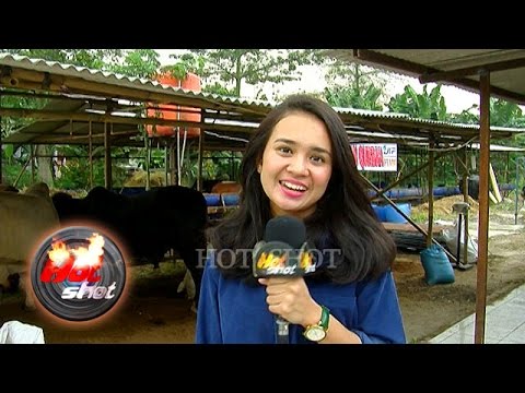 Sapi kurban super besar jumbo  Doovi