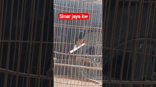 murai batu sinar jaya kw #muraibatu#shamabirds#murainembak#muraijuara'