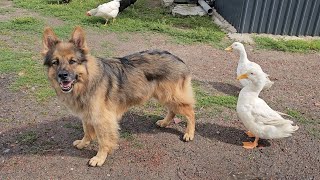 ARES MA DOBRE WYNIKI BADAŃ KRWI - Wróbel utknął w kurniku 
