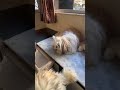 Part 1..#youtubeshorts #pets #dogbreed #shihtzu #cute #smalldogbreed #puppy #viral #mumbai #trending