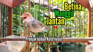 SUARA PRENJAK BETINA Menggoda jantan bersahutan ‼️ PRENJAK BAHAN LANGSUNG PADA NYAUT.