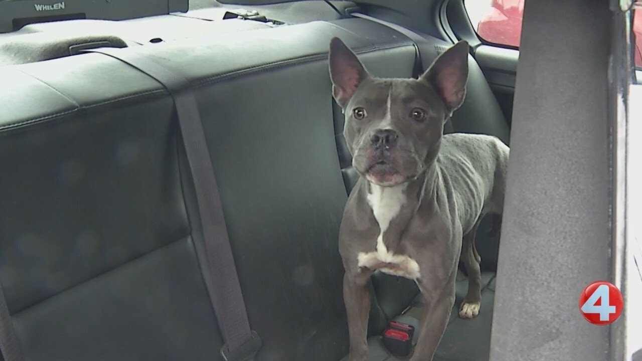Police, SPCA search for answers after finding dog abandoned in Niagara ...