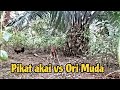 MIKAT AYAM HUTAN SI AKAI DAN ORI MUDA GANAS