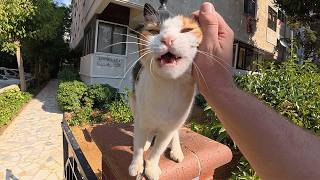 The Most Talkative Stray Cat I've Ever Met!