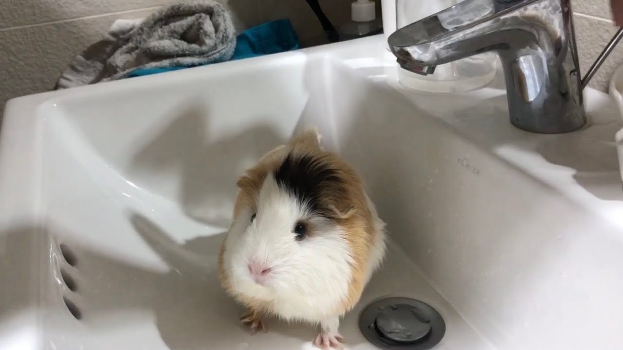 蠟燭日記 ｜｜天竺鼠日常 ｜｜天竺鼠洗澡 guinea pig vlog