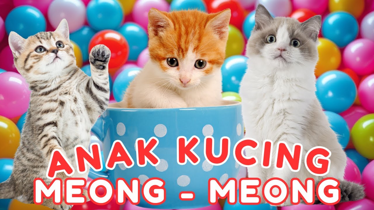 ANAK KUCING MEONG MEONG‼️ KUCING LUCU-LUCU KUCING JOGET‼️KUCING MEONG MEONG 