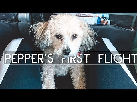 Flying with a dog for the first time