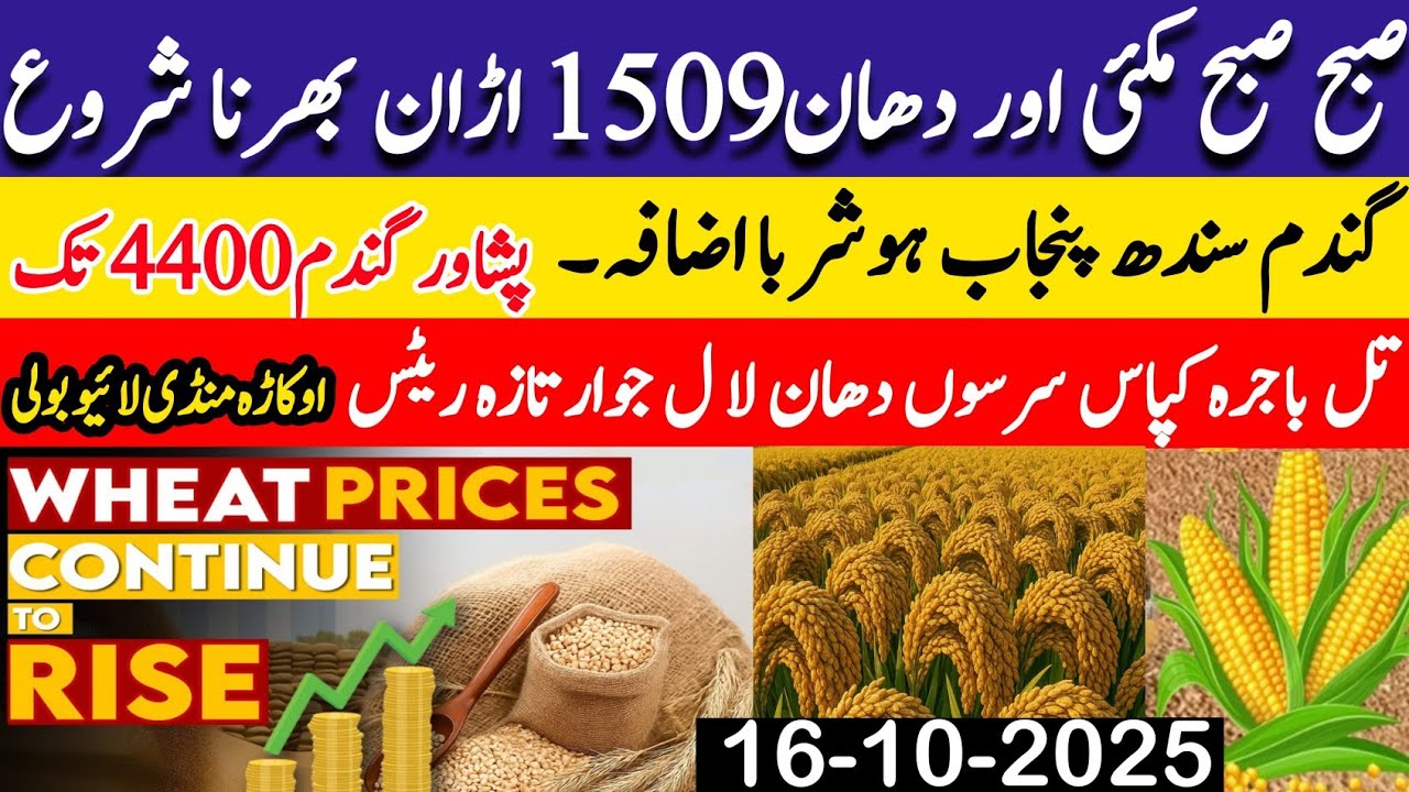 Wheat price in Pakistan/Makki🌽 price today 2025 |Munji rates 2025 ...