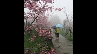 南投縣鹿谷鄉鳳凰村臺大實驗林鳳凰自然教育園區觀賞河津櫻花 ...