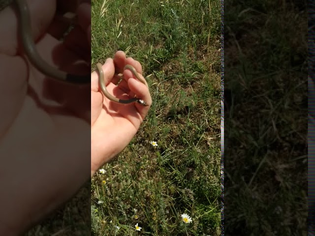 Ошейниковый Эйренис не ядовитая змейка🐍