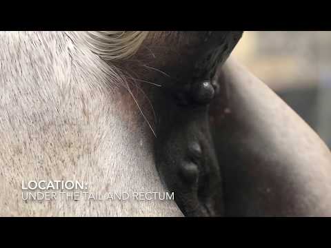Surgical Removal of Melanomas On Grey Horse