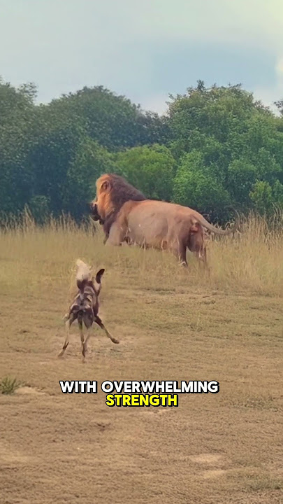 Male Lion Kills African Wild Dog Instantly With Powerful Bite  #wildlife #animals #predatorvsprey