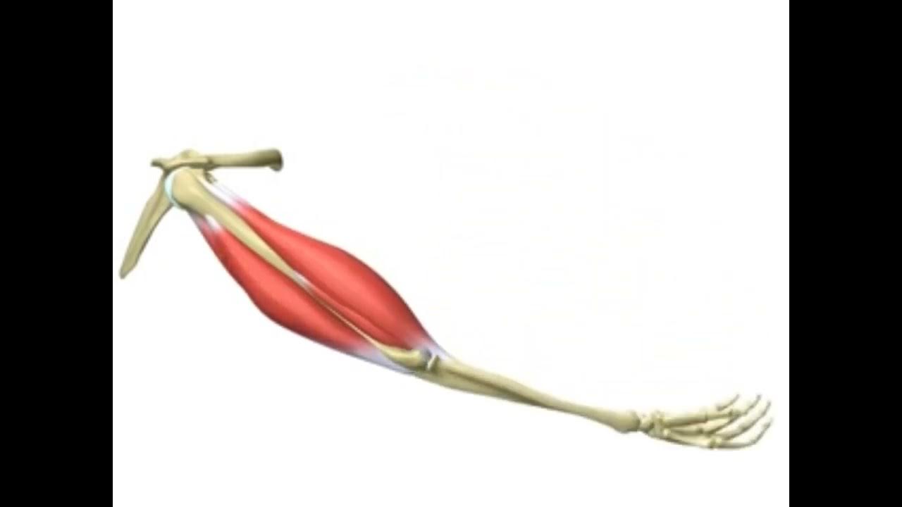 Як працюють м'язи руки - YouTube