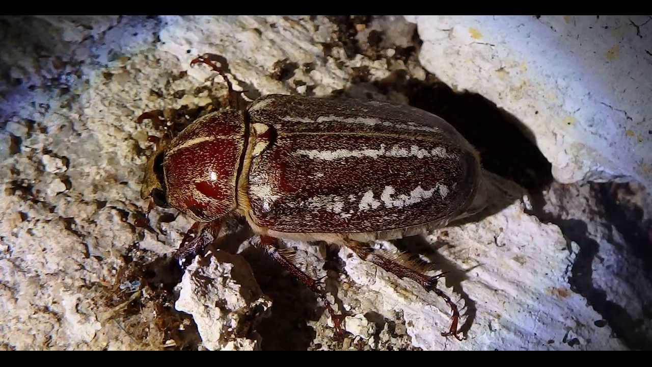 Female Anoxia orientalis       Greece     26 6 2018