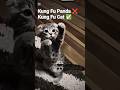 Kung Fu cat 🐈 #funnyanimals #funnycats #viral #animals #karate #meow