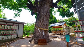Kyoto Walk - Hirano Shrine - 4K