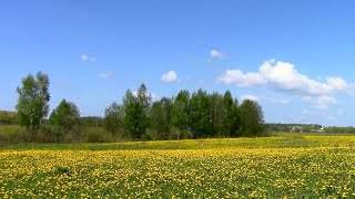 Весна на полях поселка Васильево в мае.