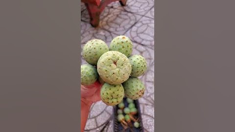 My tephro cactus geometricus 8 head #tephro #geometricus #cactus