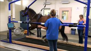 UC Davis Tour Treadmill