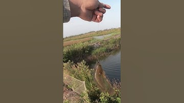 Câu cá rô đồng, dính rô mề p17 #shorts
