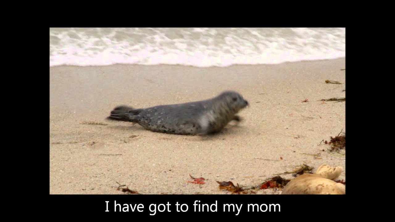 The Newly Weaned Harbor Seal Pup
