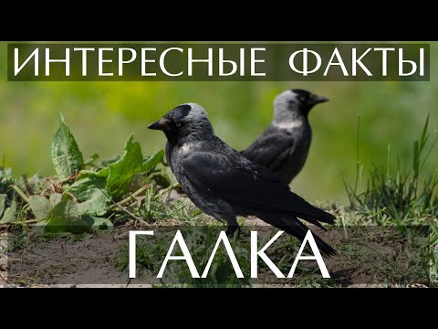 Галка - интересные факты