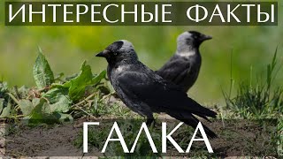 Галка - Интересные Факты