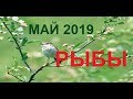 РЫБЫ МАЙ 2019 /Агата Добровская