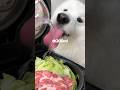 豚レタスごはんをつくってる間によだれかけつくってみました!