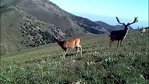 40" Monster Buck on Utah's Henry Mountains