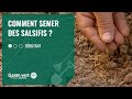 [TUTO] Comment semer des salsifis ? - Jardinerie Gamm vert