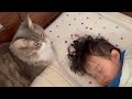 行動を共にする猫　ノルウェージャンフォレストキャット　ラガマフィンA cat that acts together. Norwegian Forest Cat. Ragamuffin.