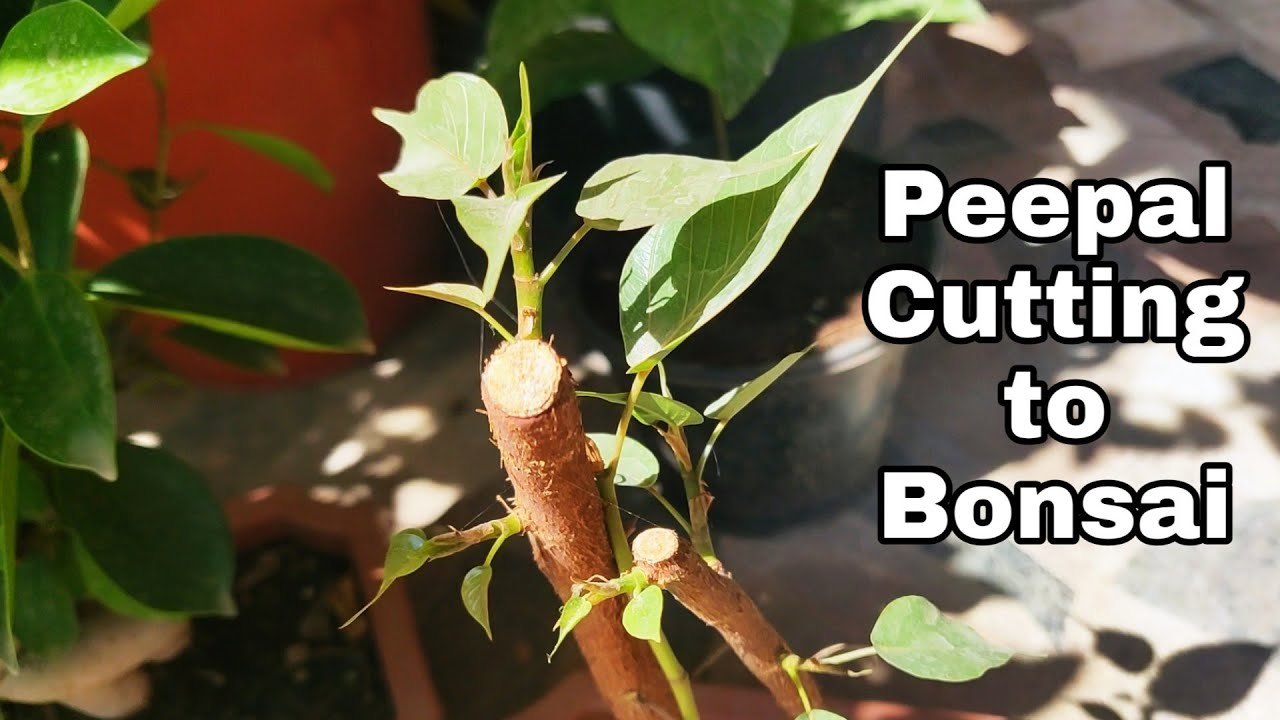 Peepal tree Bonsai, How to make peepal bonsai from cutting - YouTube Peepal tree Bonsai, How to make peepal bonsai from cutting - YouTube