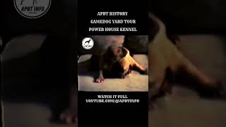 PIT BULL CH GAME DOG PUPPIES BLOODLINE | APBT GAMEDOG HISTORY
