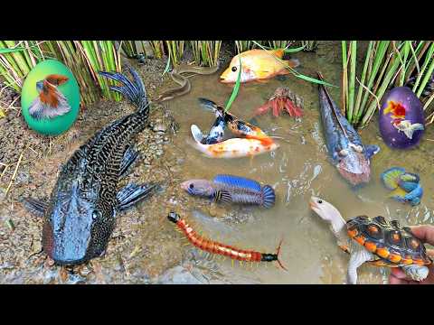 VIRAL!! Survival Tangkap Ikan Hias di Kolam Kecil – Ada Baby Turtle, Belut Liar & Koi Cantik! 🐠🐢