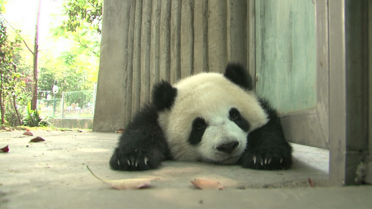 Panda cub’s sleeping face