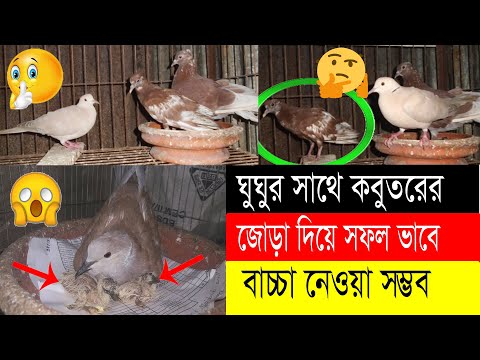 ভিডিও: ঘুঘু থেকে কবুতরটি কীভাবে বলতে হয়