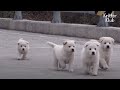 Family Soap Opera Is What Came Along With This Random Doggo Family | Kritter Klub