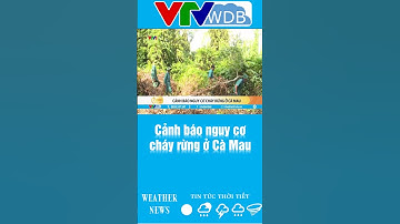 Cảnh báo nguy cơ cháy rừng ở Cà Mau | VTVWDB