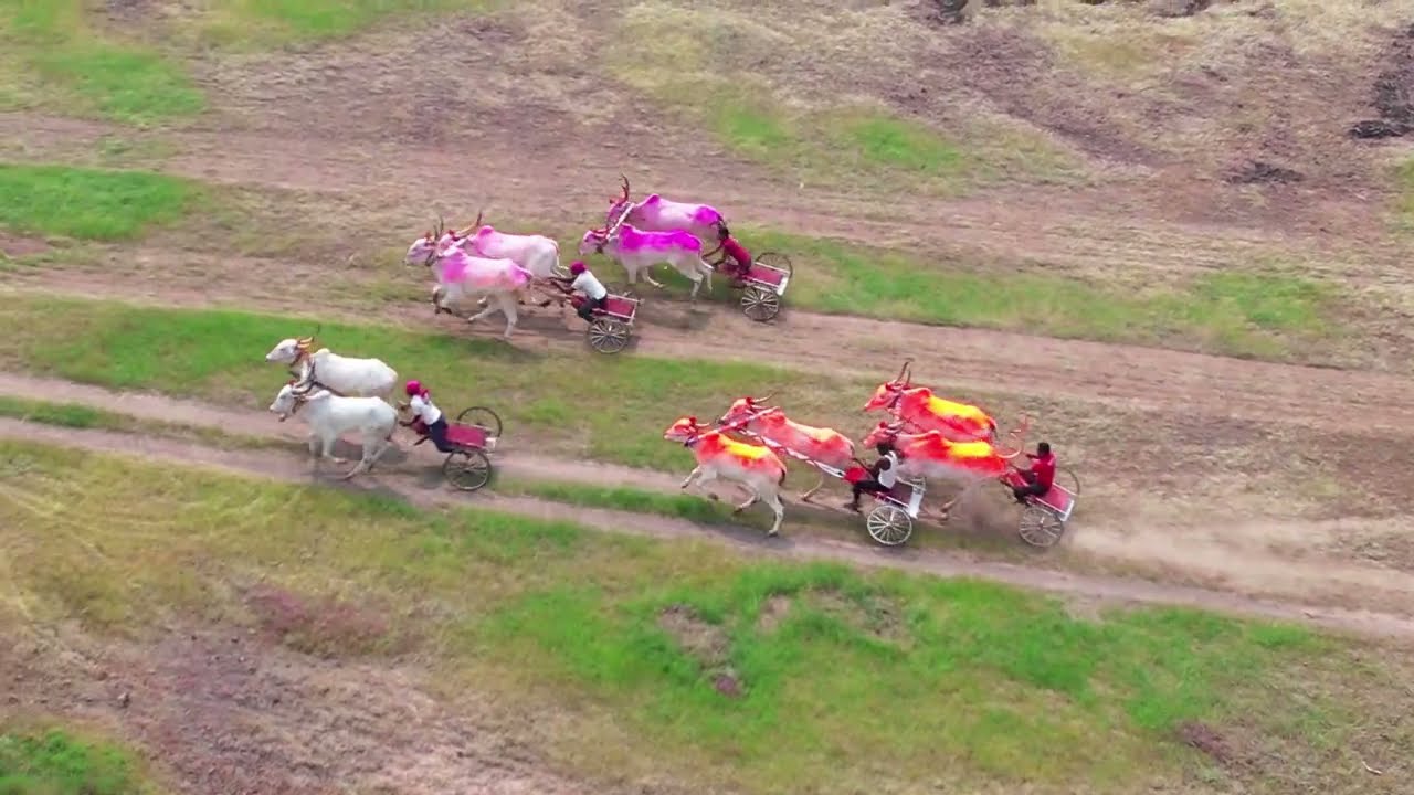 करगणी 51 हजार जनरल बैलगाडी शर्यत संपूर्ण व्हिडिओ ड्रोन कॅमेराने 