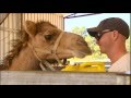 Turning ferals into milking machines at Australia's first commercial camel dairy