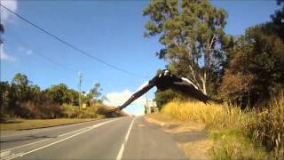 Swooping Season - Magpies screenshot 4